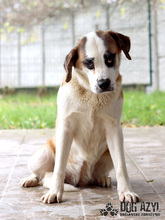 MEISHA, Hund, Mischlingshund in Slowakische Republik - Bild 5