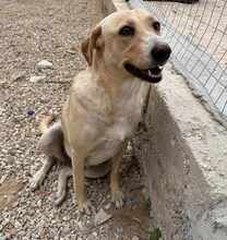 GINA, Hund, Mischlingshund in Italien - Bild 14