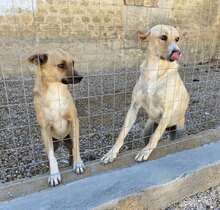 GINA, Hund, Mischlingshund in Italien - Bild 28