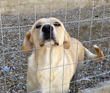 GINA, Hund, Mischlingshund in Italien - Bild 29