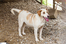 MELLY, Hund, Mischlingshund in Kroatien
