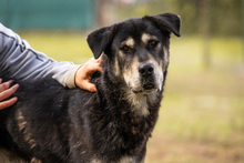 MATZE, Hund, Mischlingshund in Kroatien - Bild 1