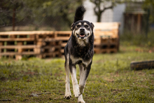 MATZE, Hund, Mischlingshund in Kroatien - Bild 2