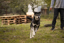 MATZE, Hund, Mischlingshund in Kroatien - Bild 3