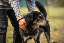 MATZE, Hund, Mischlingshund in Kroatien - Bild 4