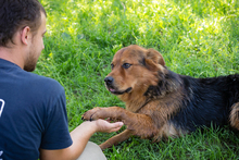 MILO, Hund, Mischlingshund in Kroatien - Bild 2