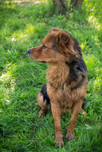 MILO, Hund, Mischlingshund in Kroatien - Bild 4