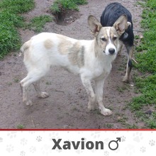 XAVION, Hund, Mischlingshund in Bulgarien - Bild 1