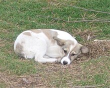 XAVION, Hund, Mischlingshund in Bulgarien - Bild 4