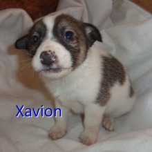 XAVION, Hund, Mischlingshund in Bulgarien - Bild 7