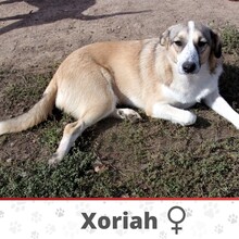 XORIAH, Hund, Mischlingshund in Bulgarien - Bild 1