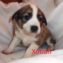 XORIAH, Hund, Mischlingshund in Bulgarien - Bild 6