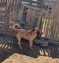 CINO, Hund, Mischlingshund in Rumänien - Bild 1