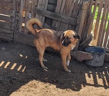 CINO, Hund, Mischlingshund in Rumänien - Bild 2