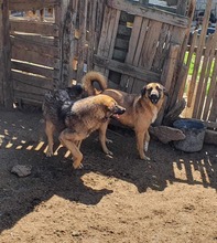 CINO, Hund, Mischlingshund in Rumänien - Bild 3