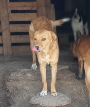 WENDY, Hund, Mischlingshund in Rumänien - Bild 1