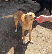 WENDY, Hund, Mischlingshund in Rumänien - Bild 2