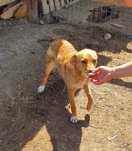 WENDY, Hund, Mischlingshund in Rumänien - Bild 3