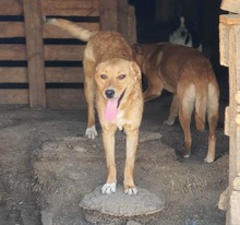 WENDY, Hund, Mischlingshund in Rumänien - Bild 4