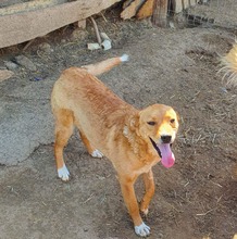 WENDY, Hund, Mischlingshund in Rumänien - Bild 5