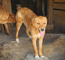 WENDY, Hund, Mischlingshund in Rumänien - Bild 6