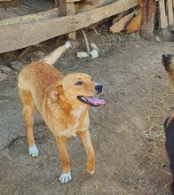 WENDY, Hund, Mischlingshund in Rumänien - Bild 8