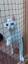 FLOCKE, Katze, Europäisch Kurzhaar in Rumänien - Bild 7