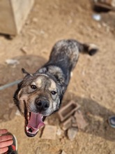 ROCKY, Hund, Mischlingshund in Rumänien - Bild 1