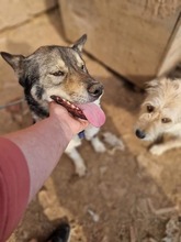 ROCKY, Hund, Mischlingshund in Rumänien - Bild 12