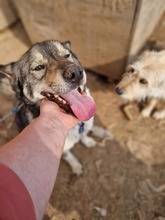 ROCKY, Hund, Mischlingshund in Rumänien - Bild 13