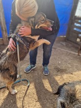 ROCKY, Hund, Mischlingshund in Rumänien - Bild 14