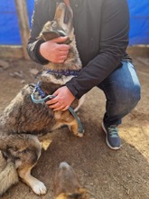 ROCKY, Hund, Mischlingshund in Rumänien - Bild 15