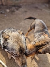 ROCKY, Hund, Mischlingshund in Rumänien - Bild 3