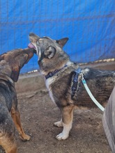 ROCKY, Hund, Mischlingshund in Rumänien - Bild 7