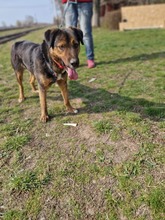 CORBU, Hund, Mischlingshund in Rumänien - Bild 1