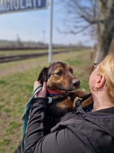 CORBU, Hund, Mischlingshund in Rumänien - Bild 2