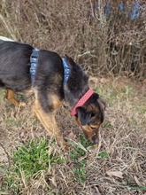 CORBU, Hund, Mischlingshund in Rumänien - Bild 4