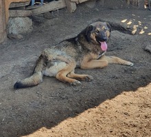 BROWNIE, Hund, Mischlingshund in Rumänien - Bild 1