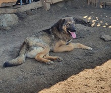 BROWNIE, Hund, Mischlingshund in Rumänien - Bild 3