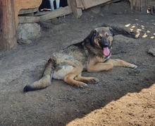 BROWNIE, Hund, Mischlingshund in Rumänien - Bild 4