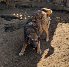 BROWNIE, Hund, Mischlingshund in Rumänien - Bild 8