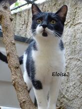 ELOISE, Katze, Europäisch Kurzhaar in Spanien - Bild 1