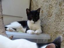 ELOISE, Katze, Europäisch Kurzhaar in Spanien - Bild 2