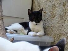 ELOISE, Katze, Europäisch Kurzhaar in Hattersheim - Bild 2