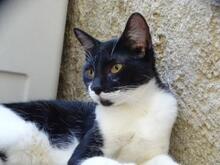 ELOISE, Katze, Europäisch Kurzhaar in Hattersheim - Bild 3
