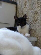 ELOISE, Katze, Europäisch Kurzhaar in Hattersheim - Bild 4