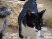 ELOISE, Katze, Europäisch Kurzhaar in Hattersheim - Bild 5