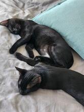 MILO, Katze, Europäisch Kurzhaar in Spanien - Bild 2