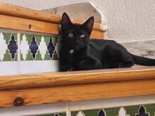 MILO, Katze, Europäisch Kurzhaar in Spanien - Bild 6