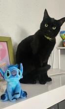 MILO, Katze, Europäisch Kurzhaar in Stockstadt - Bild 1